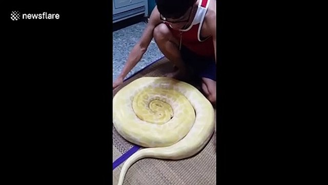 Sss-sleepy head! Large albino python has to be woken up