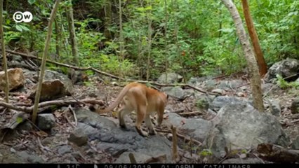 Hayvanların gizemli dünyasına yolculuk