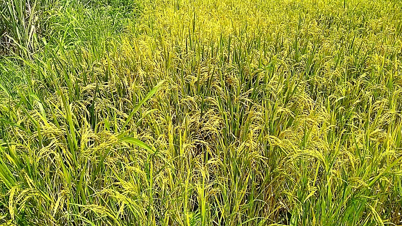 My Rice Farming