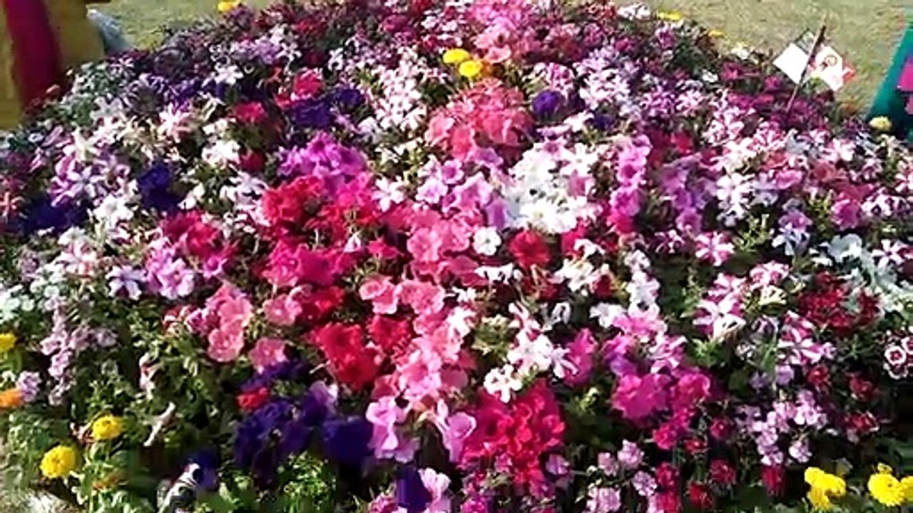 Best flower collections