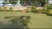 Hero passerby jumps into pond to rescue drowning woman in southern India