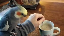 Bird Helps to Stir Morning Coffee