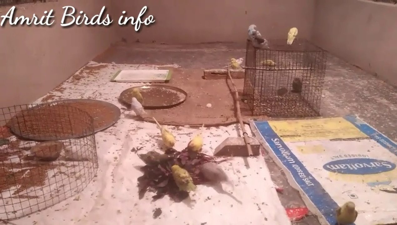 Australian breeding parrots ki Sardi ki medicine