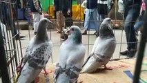 The Biggest Pigeons Market in Dhaka Bangladesh/With Pigeons Price 20-12-2019