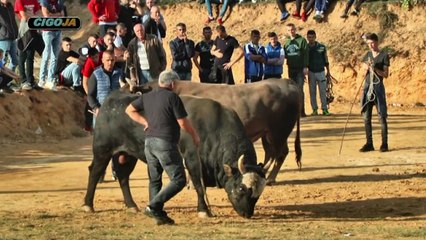 KUKAN GOLUB GRANICE 2019 KOD TANASICA