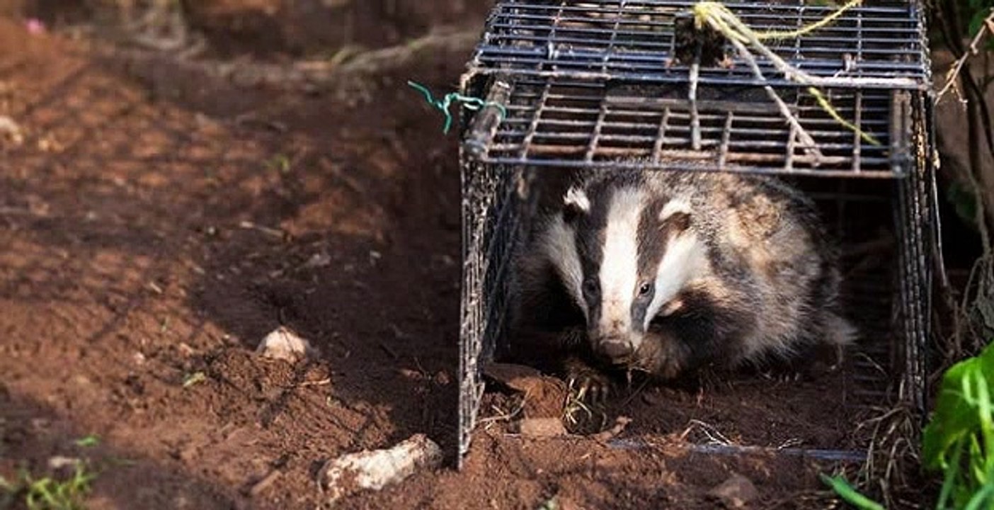 TalkRadio with James Whale 17Dec19 - Dominic Dyer discusses the badger cull