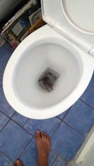 Ce qui sort des toilettes va vous faire frémir