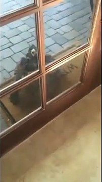 Cet aigle attend à l'entrée d'une maison de retraite