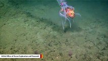 Watch: Lucky Fish Survives Surprise Squid Attack