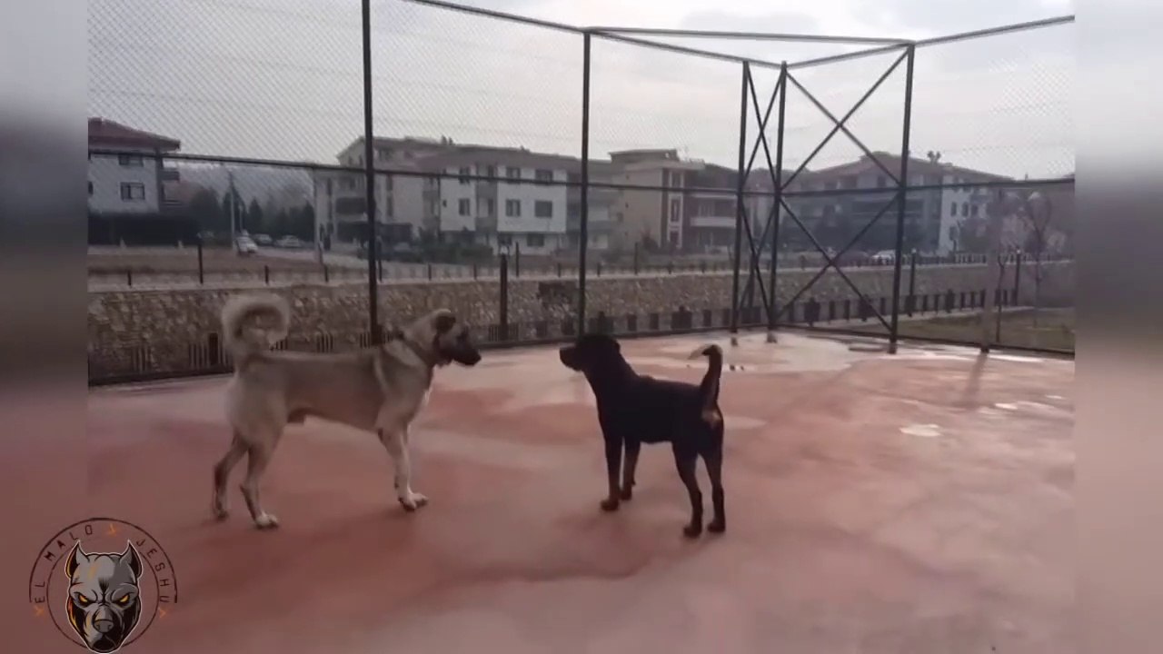 DE ESTE TAMAÑO se ve el ROTTWEILER al lado de otros perros
