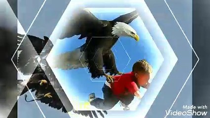 The Best of Eagles Attacks 2019-Most Amazing Moment Of Wild Animal