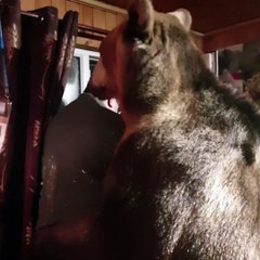 Curious Bear Wonders What Is Outside Window