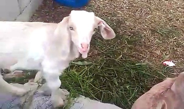 Oglak videosu minik sevimli oglaklar oglak sesi keci yavrulari sesi melemesi