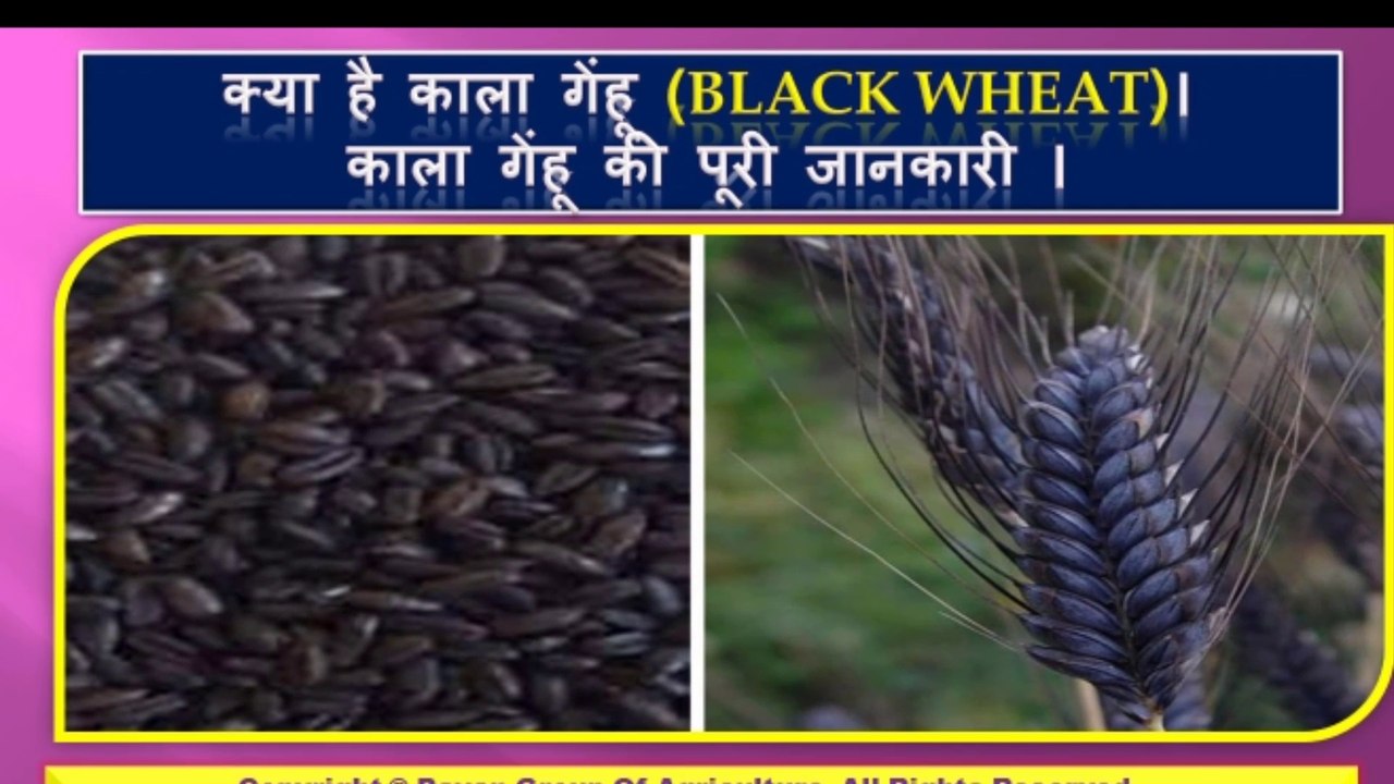 क्या है काला गेंहू ( Black Wheat).  काला गेंहू की पूरी जानकारी ।