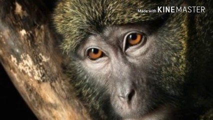 Histroy Of Human Beings. मानव इतिहास हिंदी में।