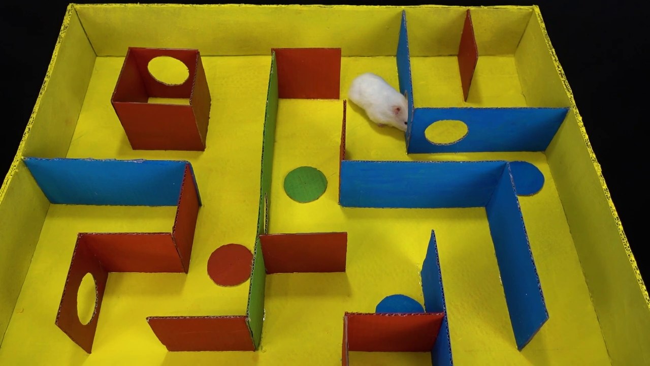 Rainbow Maze for Hamster   7-level Hamster Maze