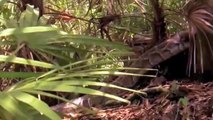 Dog vs Snake   Anti-Poaching Dog Attacked By Python Hunting And Unexpected Outcomes