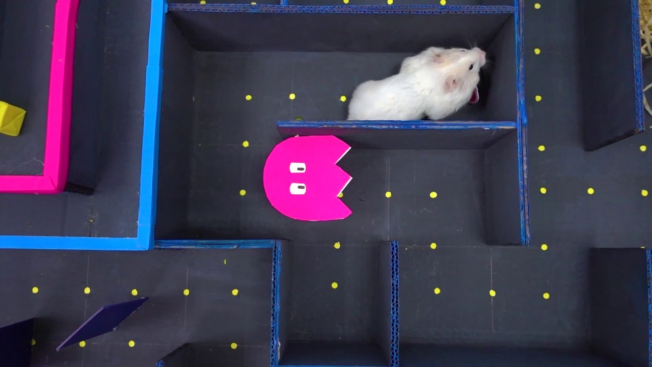 Pac-Man Maze  for Hamster ● Cardboard Pacman Game