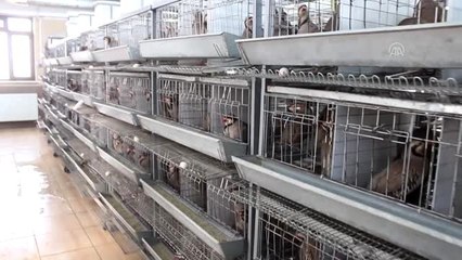 100 bin kanatlı yetiştirilerek doğaya salındı