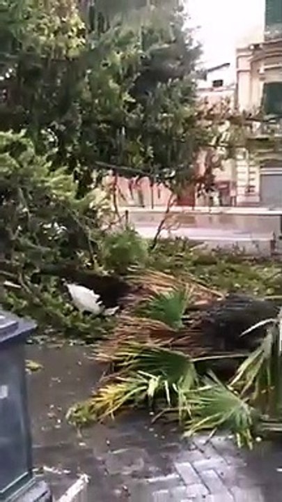 Andria: albero cade dopo tromba d'aria