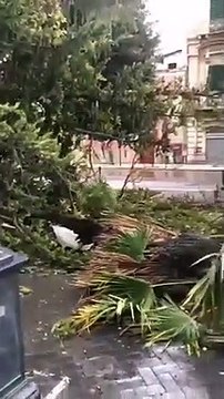 Andria: albero cade dopo tromba d'aria