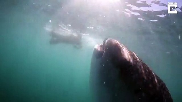 Assistez au repas d'un énorme requin baleine : impressionnant