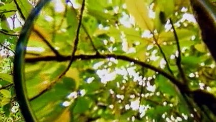 BBC - Horizon - 2005 - The Mystery Of The Human Hobbit