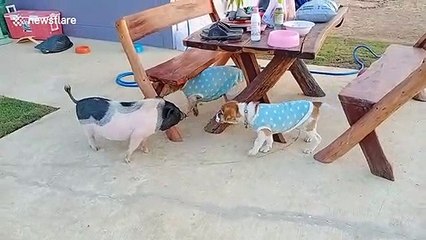Pet dogs introduced to new pet pig