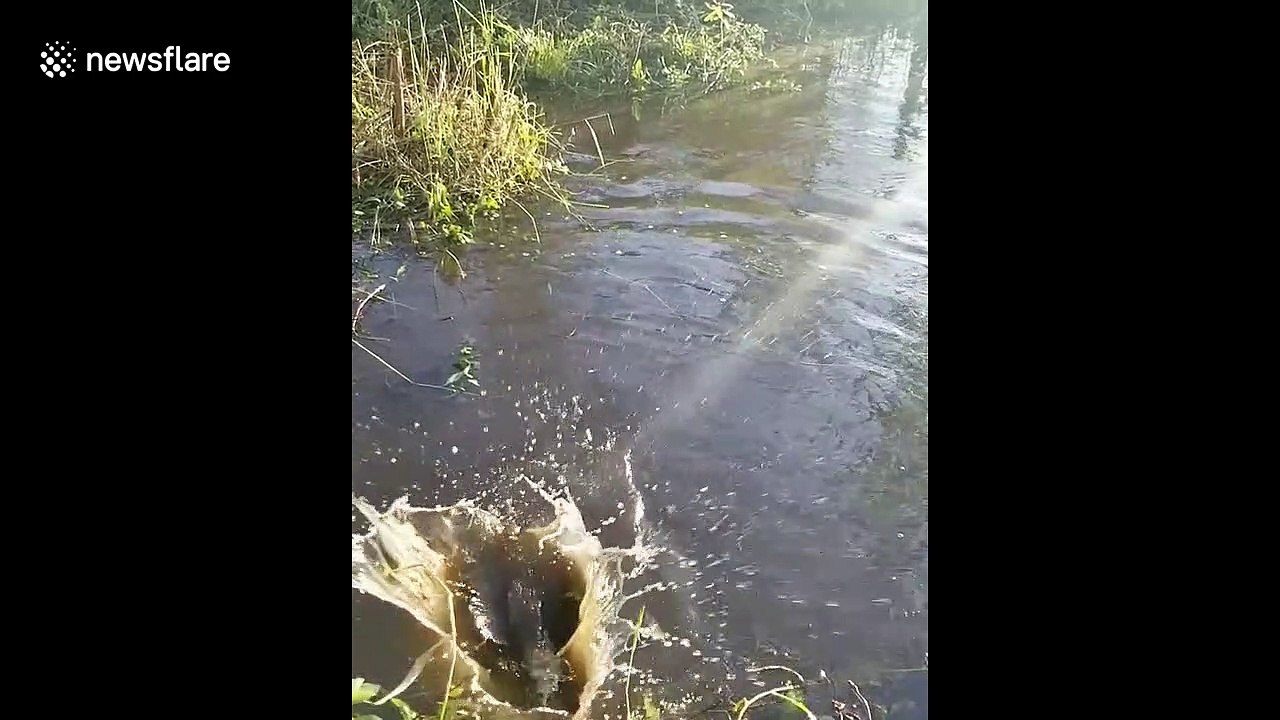 Crocodile leaps from water in central Florida