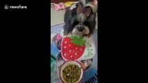 Bossy Yorkshire terrier demands to be fed
