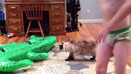 Funniest Moment - When Cat Scared- Funny Cat Video