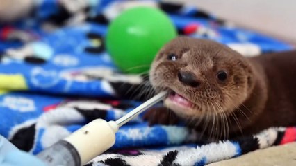 A look back at the top animal stories of 2019