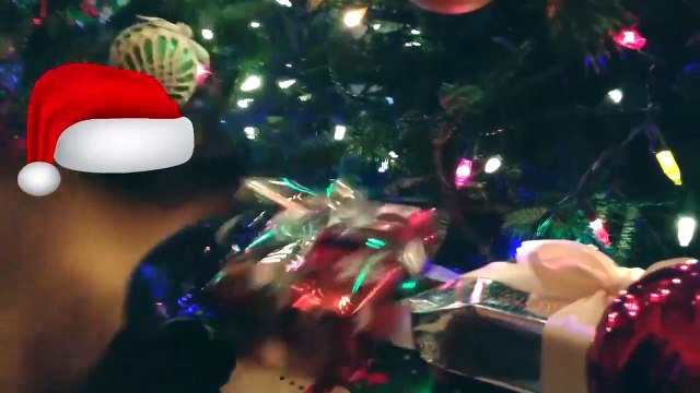 How Funny Cat Merry Christmas with Their Owner || Top Funny Cats Video