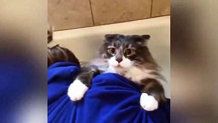 Cat Saying Meow What Is Cat Want To Talking With their Human || Top Funny Cat Videos