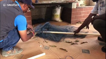 Snake catcher frees deadly viper from fishing net