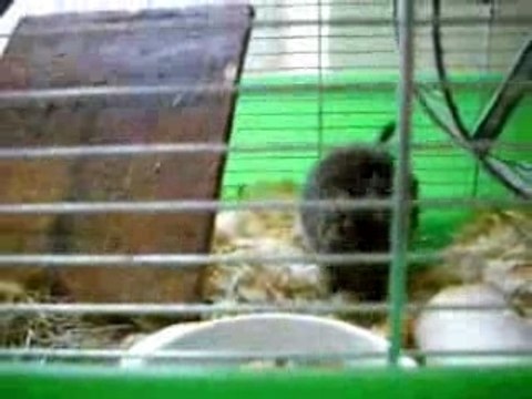 Tic et Tac mes octodons