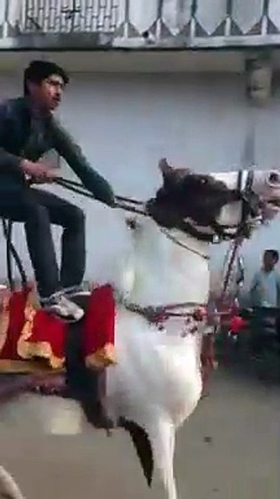 horse dancing