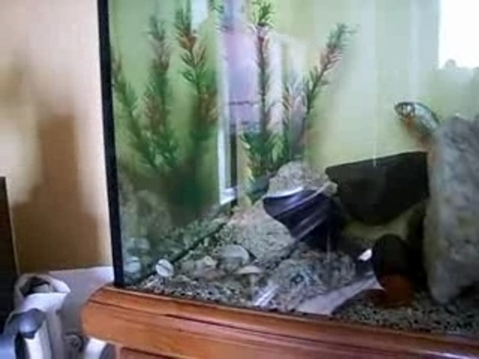 Pirana