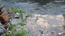 Ular Ganas Sedang Memangsa Ikan