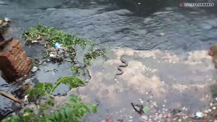 Ular Ganas Sedang Memangsa Ikan