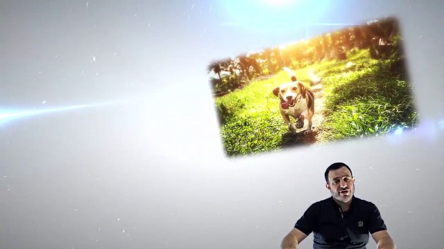 تفسير رؤية الكلب في المنام للمتزوجة والعزباء والحامل والرجل لابن سيرين بالتفصيل