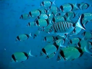 Mojarras chopas y sargo real