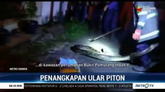 Petugas Damkar Tangsel Tangkap Ular Piton