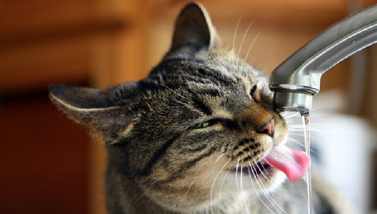 El gato que se empeña en beber agua de un grifo