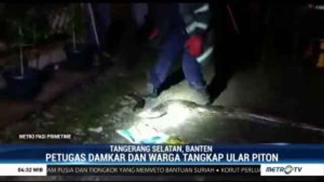 Petugas Damkar Tangsel Temukan Ular Piton di Gorong-gorong