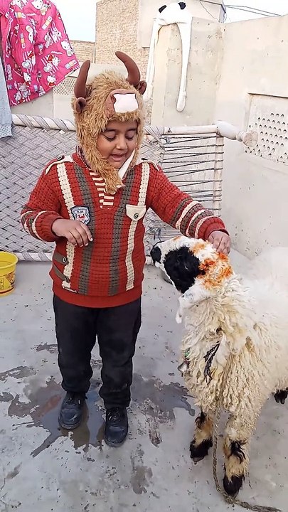 samama ka bhadoo |samamas lamb