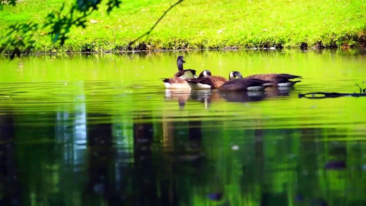   DUCKS ON A LAKE sound - Relaxing nature in a park -  water sound - goose , pond duck swan bird see بحيرة 湖 호수 lago lac озеро হ্রদ झील tasik ਝੀਲ meer göl canard Pato  Ente بطة 鸭 오리 アヒル утка बत्तख itik bebek بطخ anatra eend ördek 公园 منتزه पार्क parc z