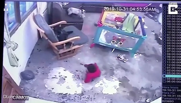 Chú mèo lao ra ngăn bé ngã xuống cầu thang