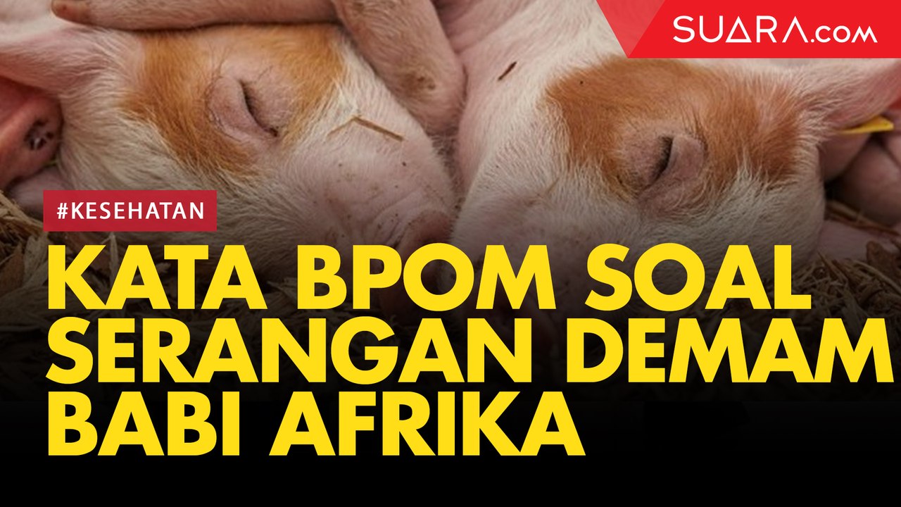 Terkait Serangan Demam Babi Afrika ke Indonesia, Ini Penjelasan BPOM