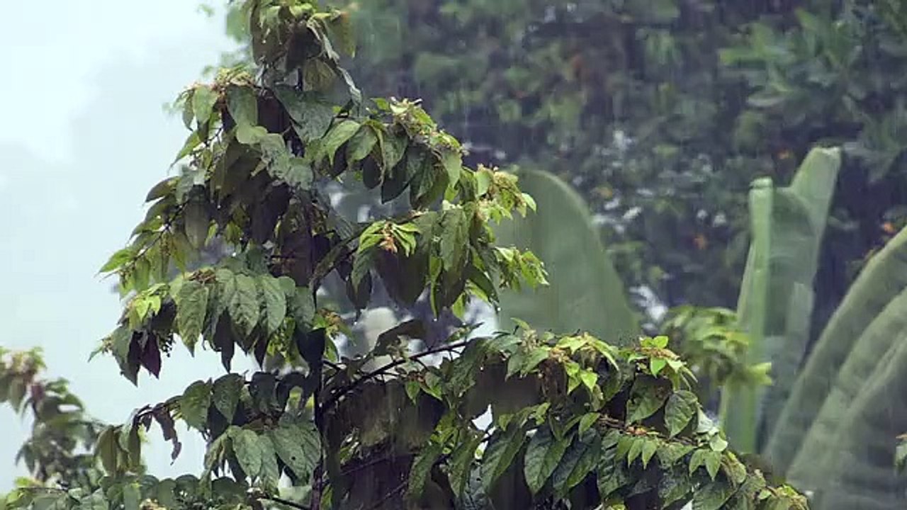 Rain video